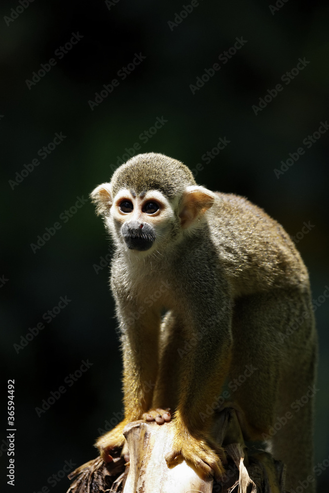 Singes Saimiris de Guyane Singes Saimiris de Guyane