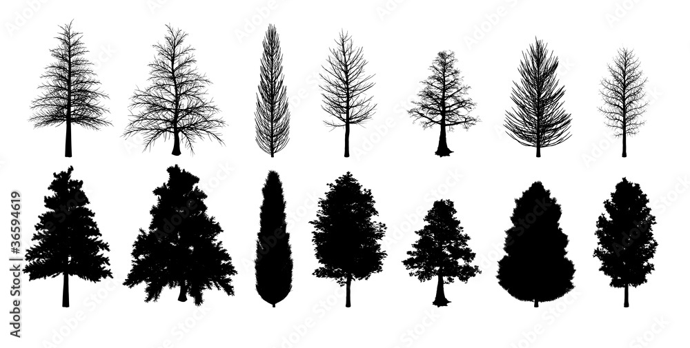 Silhouette trees