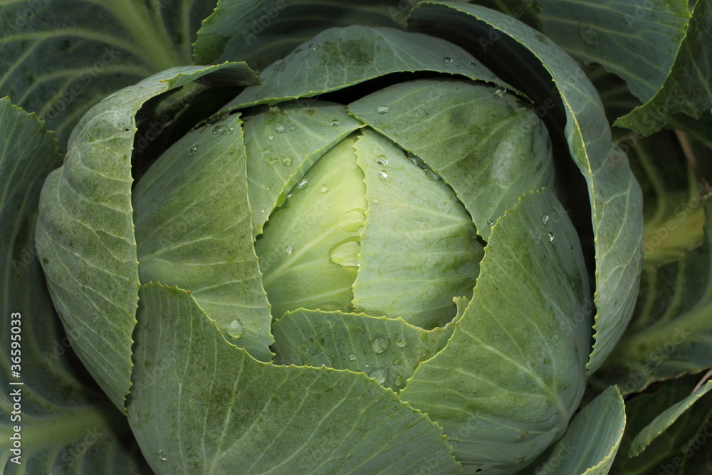 Kohl Kohl