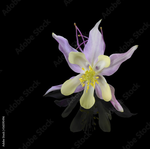 Aquilegia flower