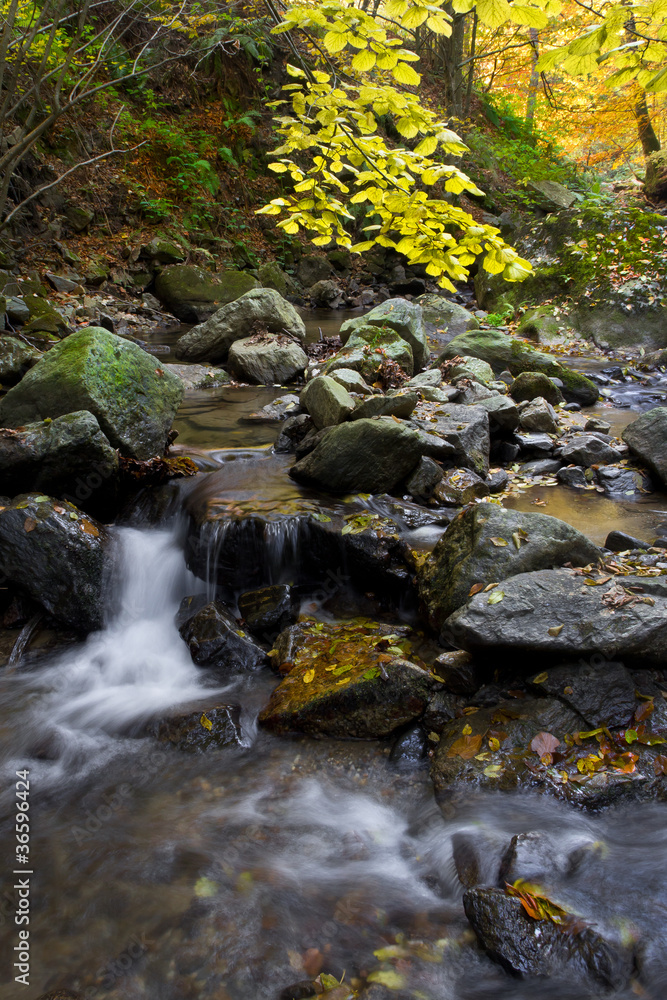 stream in autumn