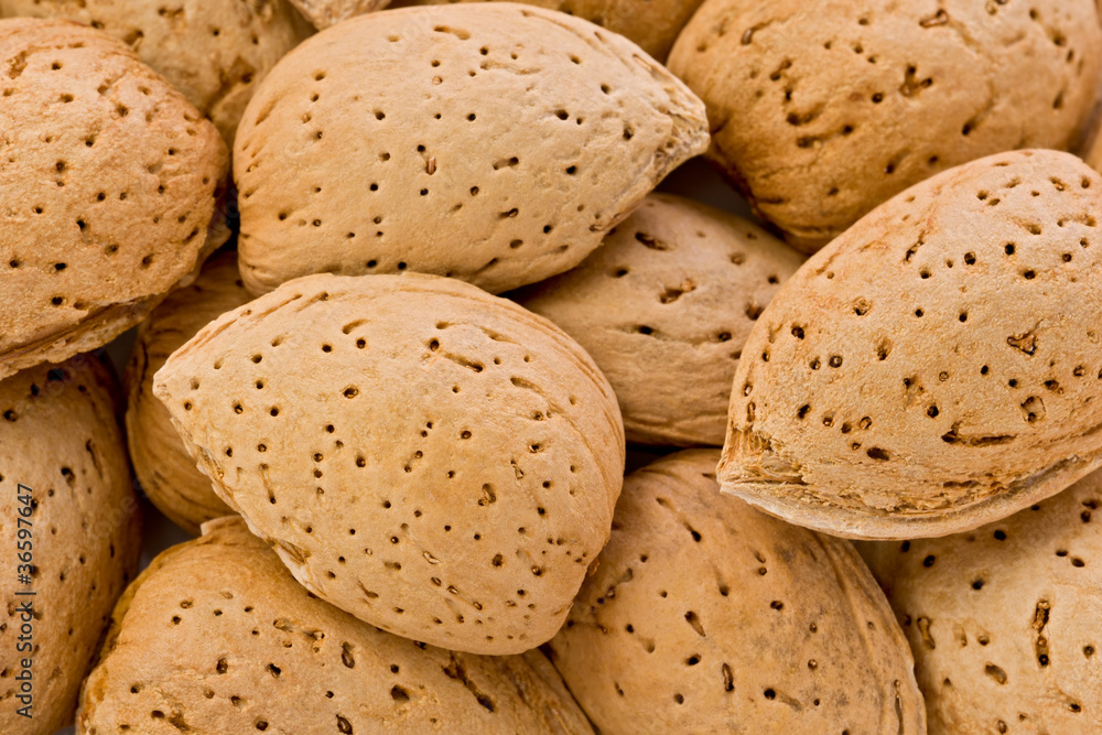 Almonds in their Shells (Prunus amygdalus) Almonds in their Shells (Prunus amygdalus)