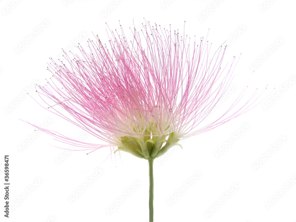 Obraz premium pink silktree flower on white background