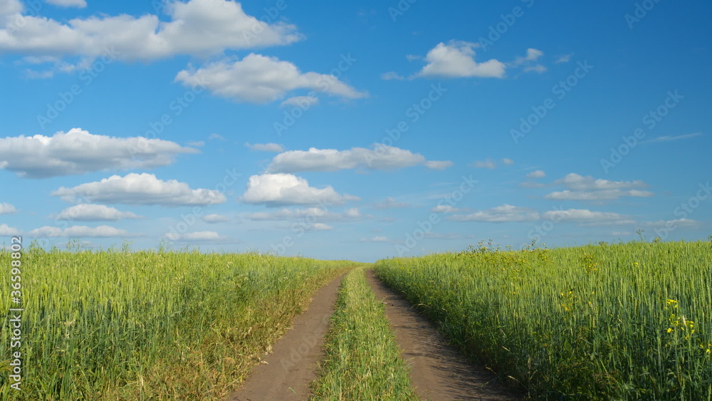 Dirt road through the green agricultural field, timelapse