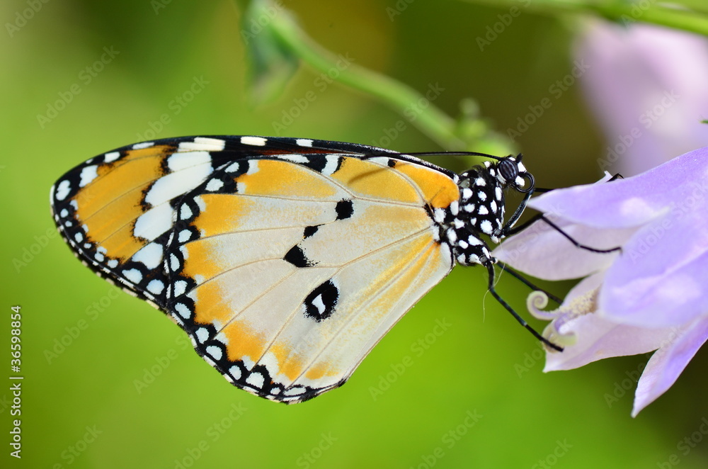 Fototapeta premium butterfly on flower