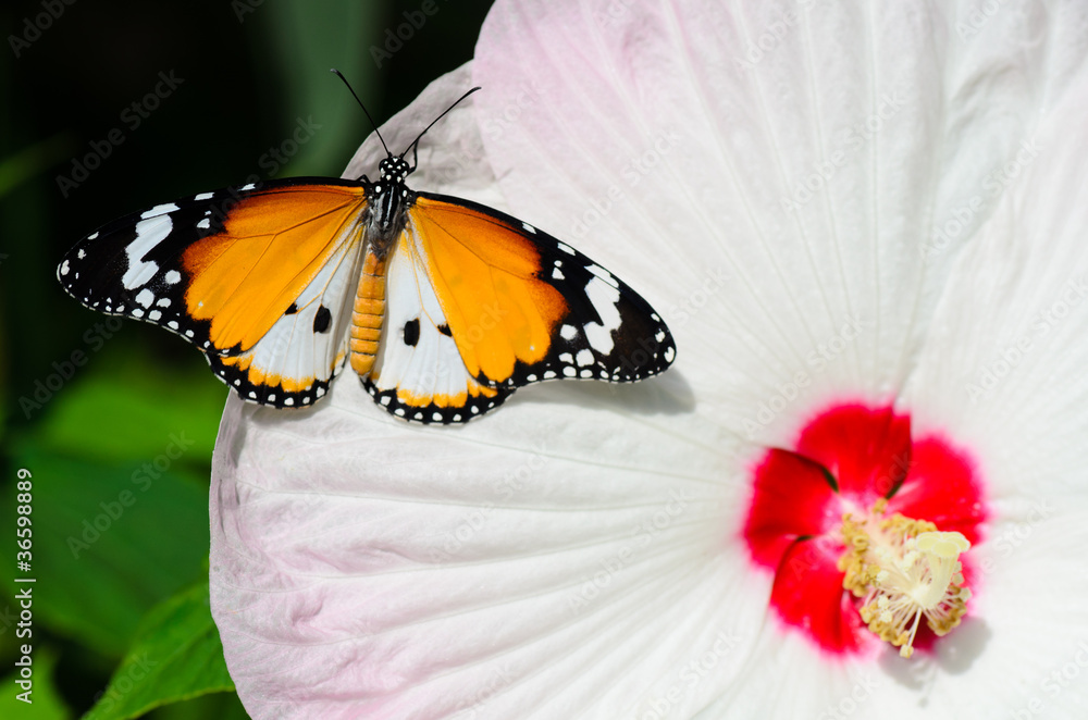 Fototapeta premium plain tiger butterfly on hibiscus
