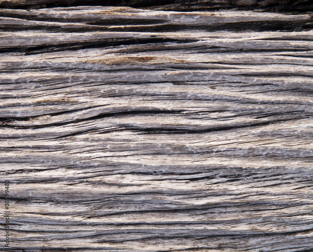 Fototapeta premium Drift Wood Texture