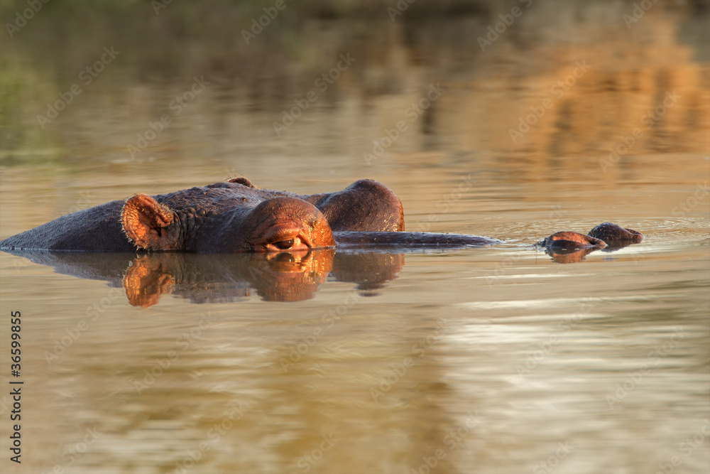 Fototapeta premium Hippopotamus submerged in water