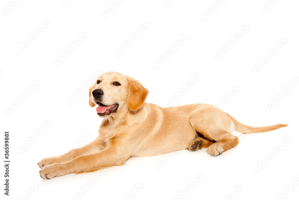 Golden retriever puppy purebred dog Golden retriever puppy purebred dog