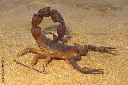 Aggressive scorpion © EcoView