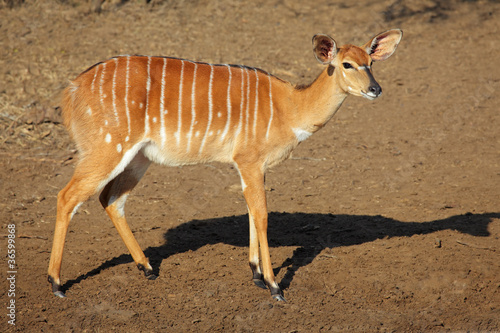 Female Nyala antelope photo