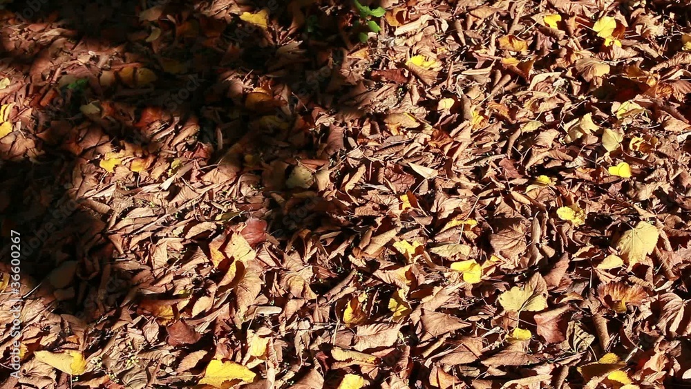 Pan of dry leaves at park; autumn scene. Pan of dry leaves at park; autumn scene.