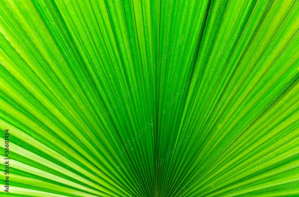 Line of Bright Green Palm Leaf Line of Bright Green Palm Leaf