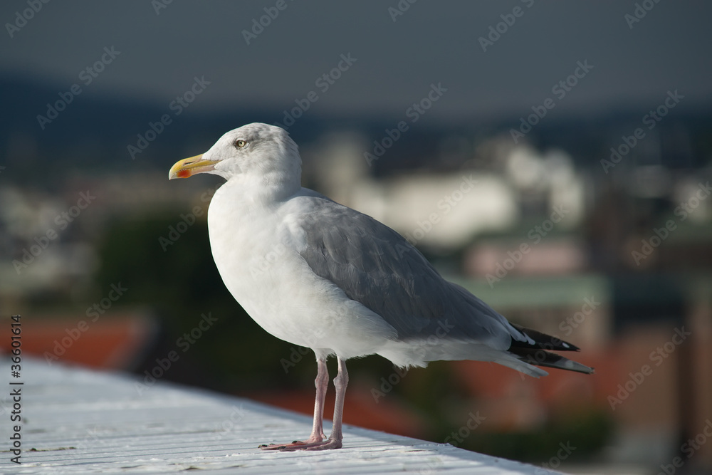 Obraz premium The seagull