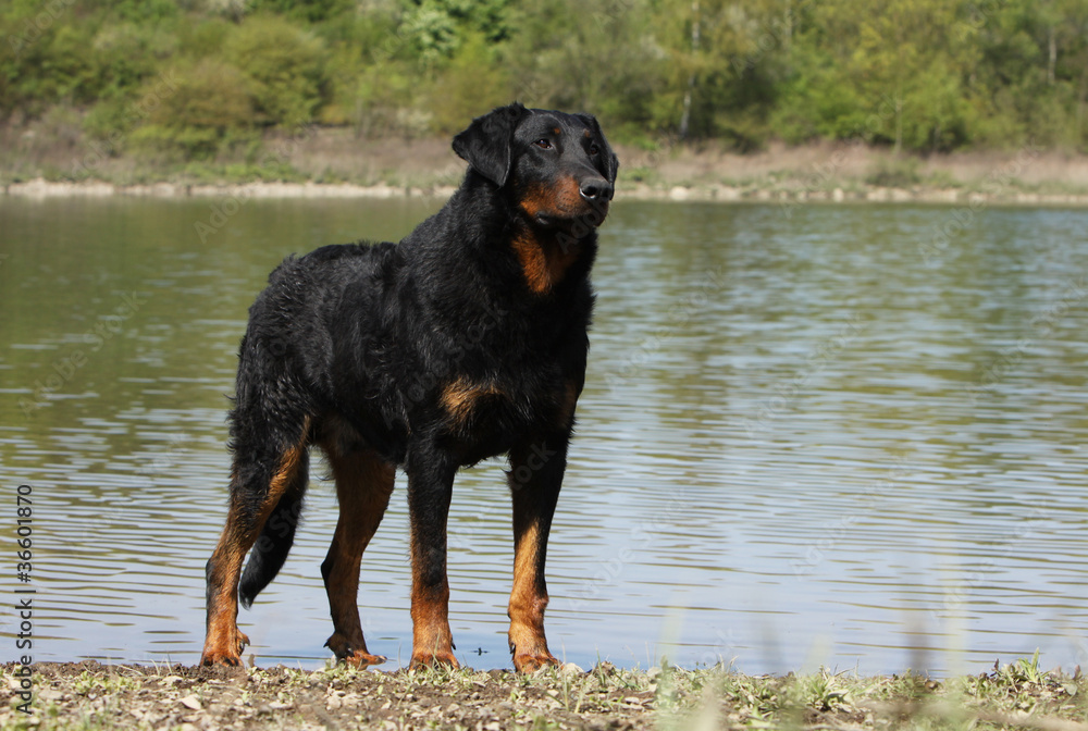 beautiful berger de Beauce near the river beautiful berger de Beauce near the river