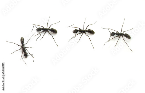 ant .
