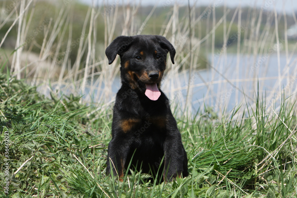 chiot berger de Beauce assis dans l'herbe chiot berger de Beauce assis dans l'herbe