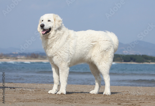 beautiful Tatra shepherd dog on the beach