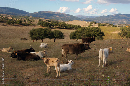 Vaches sardes au pré.