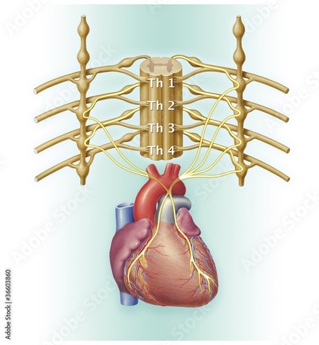 Rückenmark und Herz Innervation photo