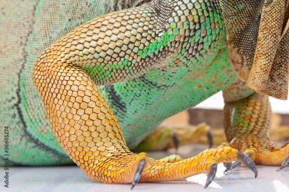 Naklejka premium paw of iguana