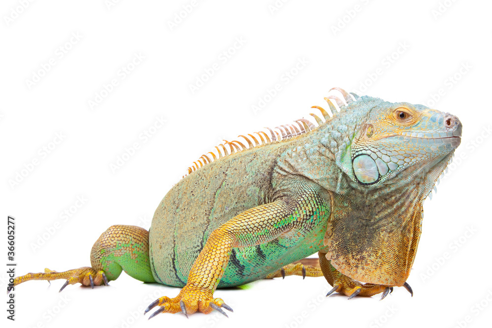 Naklejka premium iguana na na białym tle biały