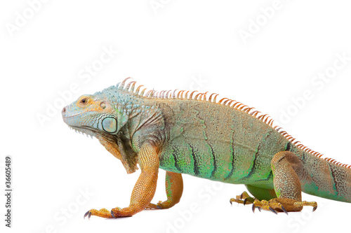 iguana on isolated white
