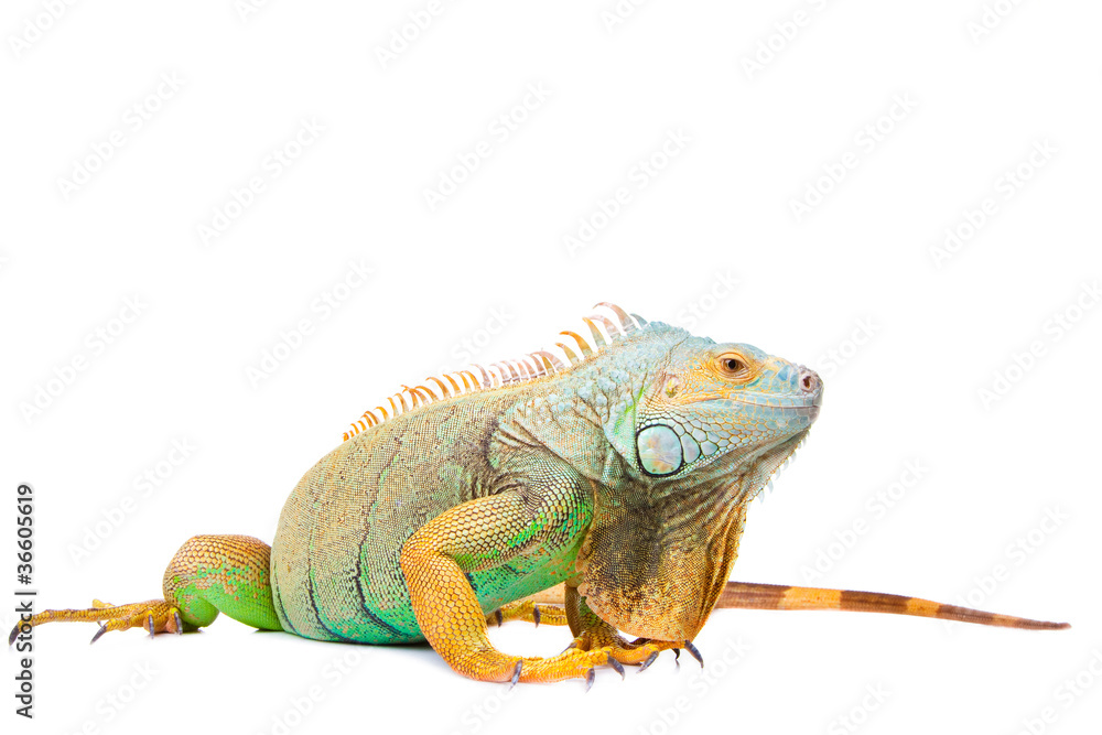 Fototapeta premium iguana on isolated white