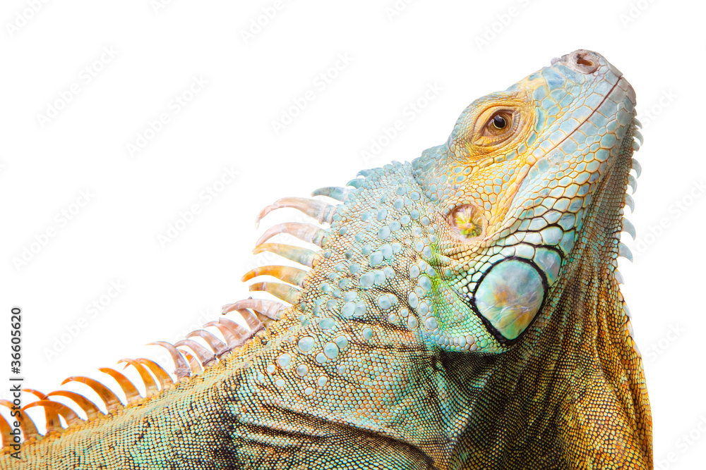 Fototapeta premium iguana on isolated white