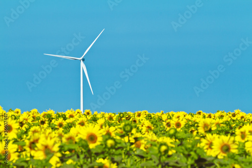 Windmills and sunflowers © David Acosta Allely
