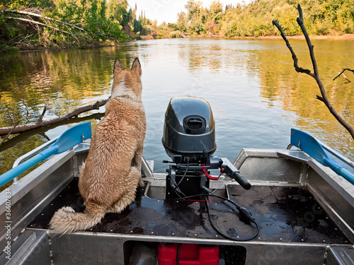 Hunting dog Laika sits in a boat