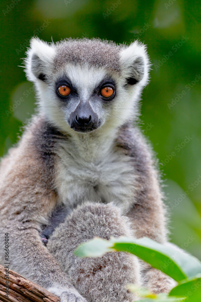 Lemur of ring-shaped tail ,Lemur catta Lemur of ring-shaped tail ,Lemur catta