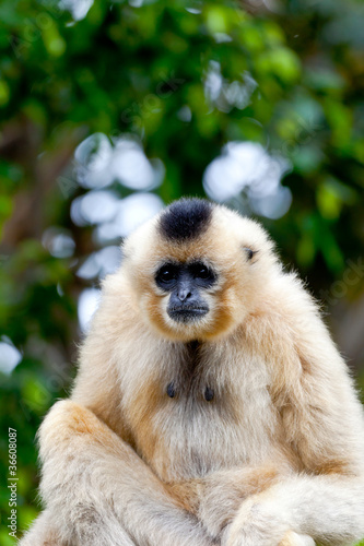 Gibbon of golden cheeks  Nomascus gabriellae