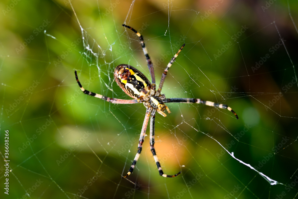 Spider, Argiope bruennichi Spider, Argiope bruennichi