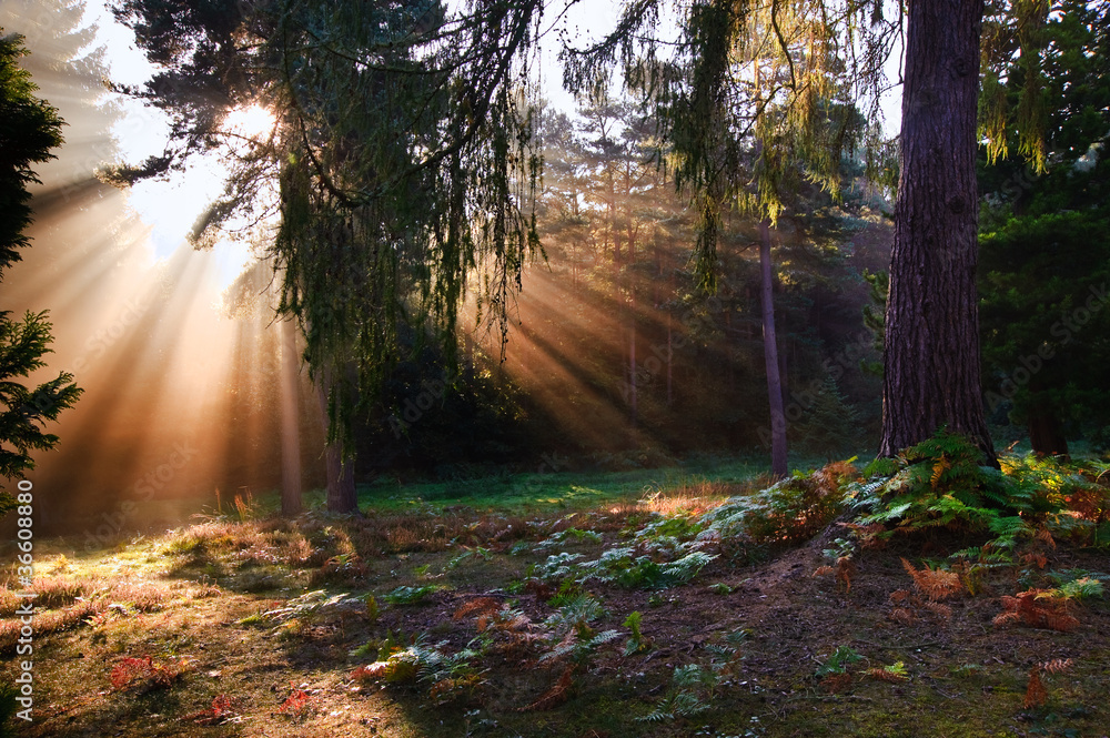 Obraz premium Inspirational dawn sun burst through trees in forest Autumn Fall