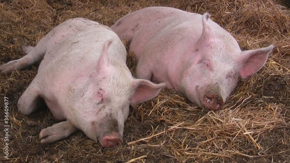 Glückliche Schweine schlafen im Stroh Glückliche Schweine schlafen im Stroh