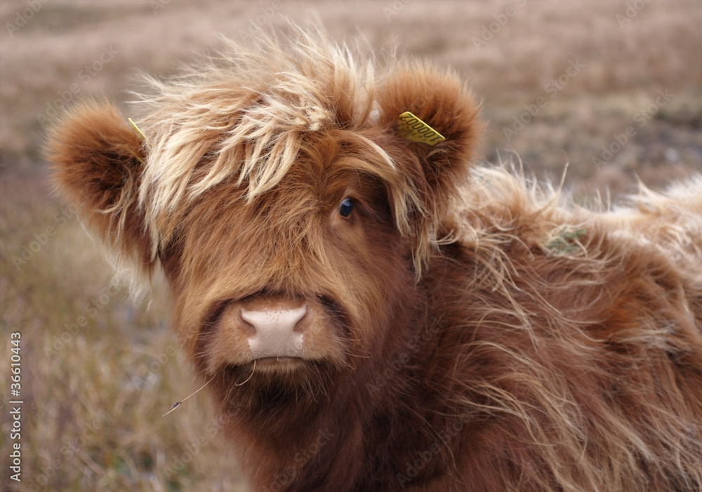 Fototapeta premium Highland cattle portrait