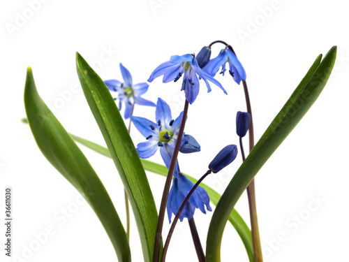 Siberian squill or Scilla siberica photo