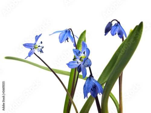 Siberian squill or Scilla siberica