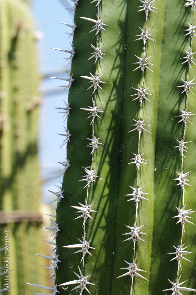 Detail of a Polaskia (or Heliabravoa) chende cactus Detail of a Polaskia (or Heliabravoa) chende cactus
