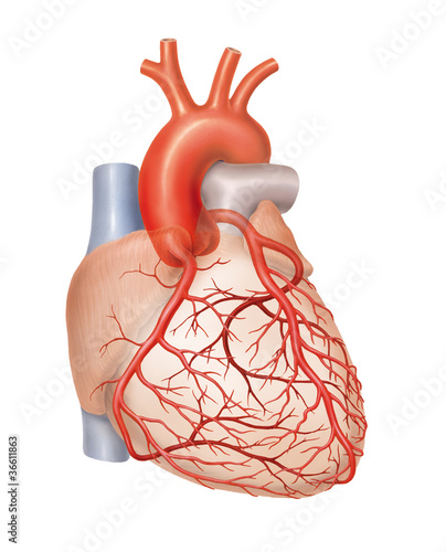 Arterien des Herzens
