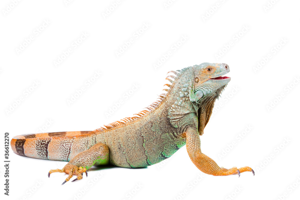 Fototapeta premium iguana na na białym tle biały