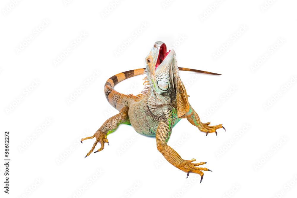 Naklejka premium iguana on isolated white