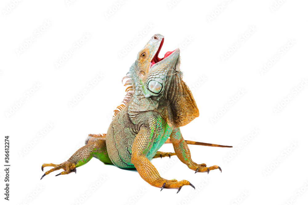Obraz premium iguana na na białym tle biały