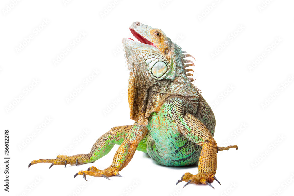Naklejka premium iguana na białym tle