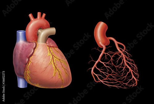 Herzansicht und Koronararterien photo