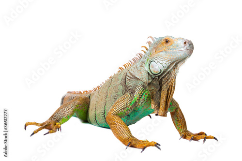 iguana on isolated white © oxilixo