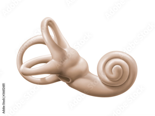 Bogengänge und Schnecke  des Ohres