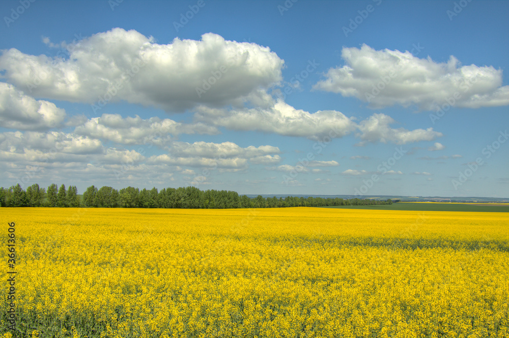 Raps und Wolken Raps und Wolken