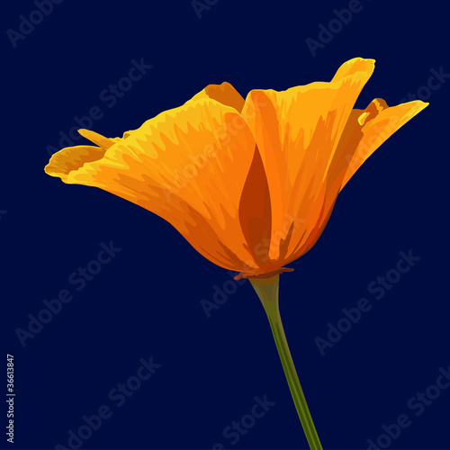 Orange flower